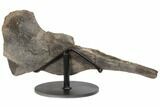 Partial Hadrosaur (Hypacrosaur) Ischium with Stand - Montana #192745-3
